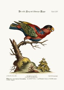 Den første sortkappede Lory, 1749-73